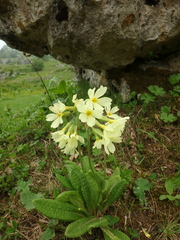 Primula ruprechtii