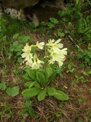 Primula ruprechtii