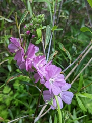 Sidalcea neomexicana