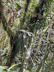 Haplopteris elongata