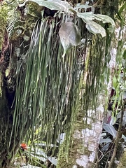 Haplopteris elongata