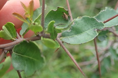 Gymnosporia nemorosa