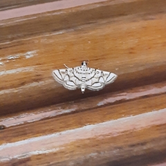 Elophila scitalis