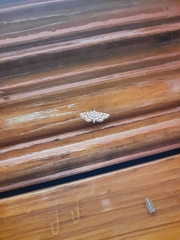 Elophila scitalis