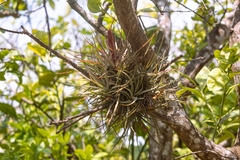 Tillandsia concolor