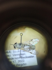 Silvius quadrivittatus