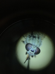 Silvius quadrivittatus