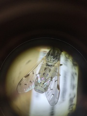 Silvius quadrivittatus