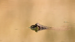 Pelophylax ridibundus
