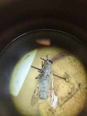 Silvius quadrivittatus