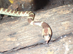 Lycodon subannulatus