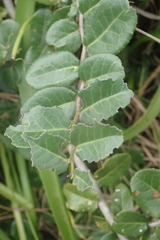 Mystroxylon aethiopicum