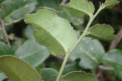 Mystroxylon aethiopicum