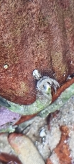 Spirobranchus kraussii image