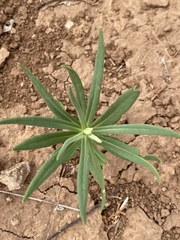 Talinum aurantiacum