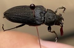 Sandalus petrophya