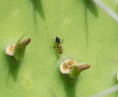 Camponotus bakeri
