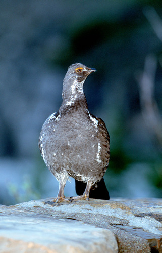 Dusky Grouse