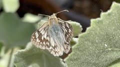 Heliopetes ericetorum