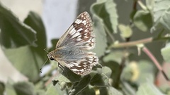 Heliopetes ericetorum