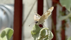 Heliopetes ericetorum