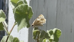 Heliopetes ericetorum
