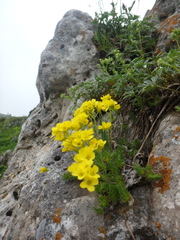 Draba scabra
