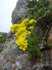 Draba scabra