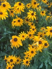 Rudbeckia