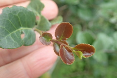 Mystroxylon aethiopicum