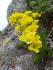 Draba scabra