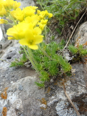 Draba scabra