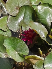 Nymphaea × marliacea