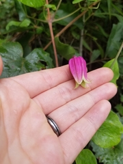 Clematis glaucophylla