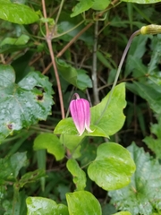 Clematis glaucophylla
