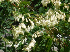 Hedysarum sulphurescens
