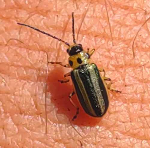 Trirhabda lewisii