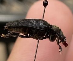 Sandalus petrophya