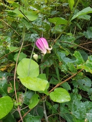 Clematis glaucophylla