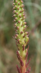 Umbilicus horizontalis