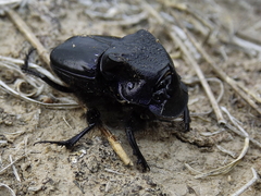Phanaeus quadridens