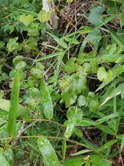 Clematis glaucophylla