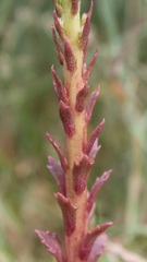 Umbilicus horizontalis