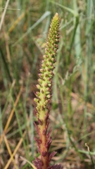 Umbilicus horizontalis