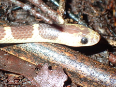 Lycodon subannulatus