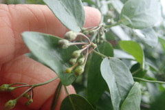 Cynanchum ellipticum