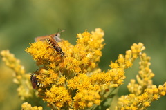 Philanthus bilunatus
