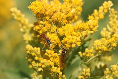 Philanthus bilunatus