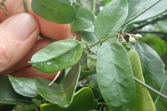 Cynanchum ellipticum