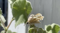 Heliopetes ericetorum